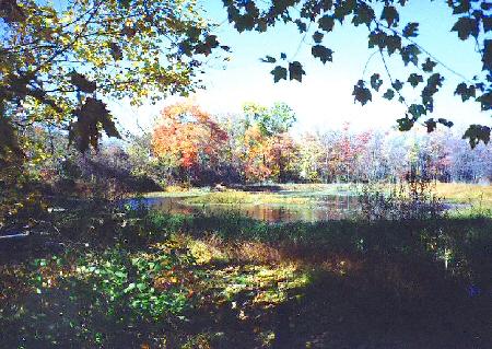 Pond/Meadows in Autumn