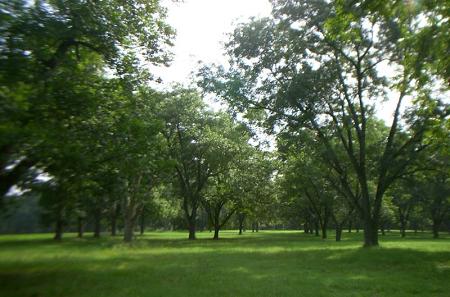 34 Acre Mature Pecan Orchard