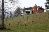 view from vineyard