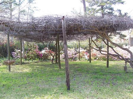 Original Grape Arbor