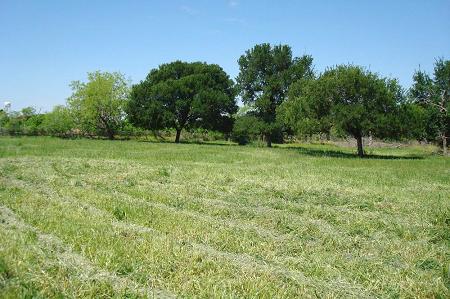 Lush Pasture