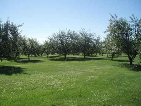 orchard