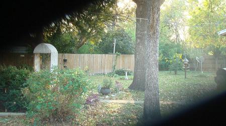 Pretty back yard