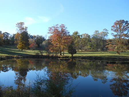 Pond