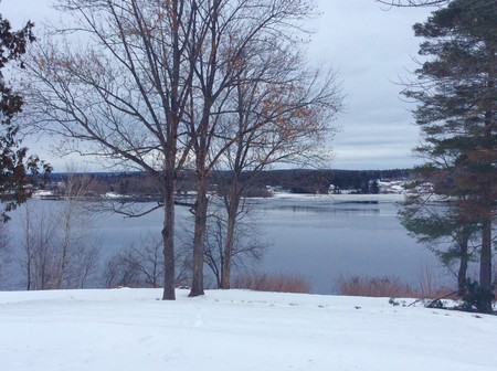 Back yard view