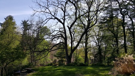 Mature Landscaping and Perennials