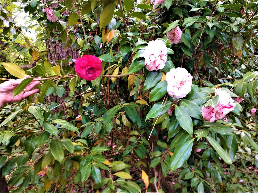 c. 1824 Colonnade For Sale in Exmore, Virginia